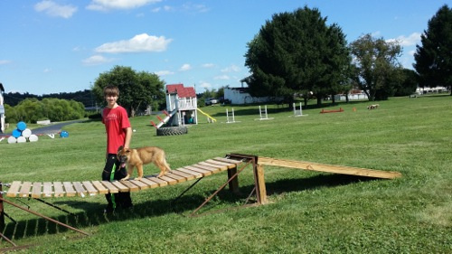 Puppies being trained by Noah Price at Estate Dogs